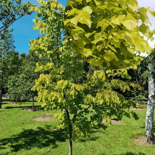 Tilia x europaea 'Wratislaviensis' - Läänepärn 'Wratislaviensis' C5/5L